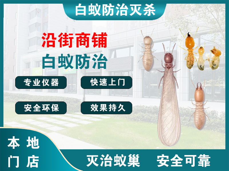 黄岩沿街商铺白蚁防治