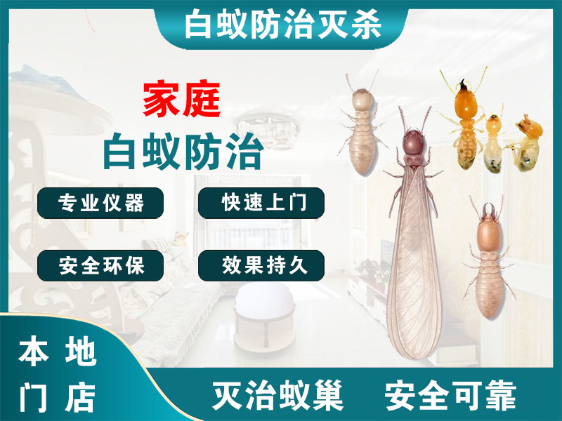 黄岩家庭白蚁防治