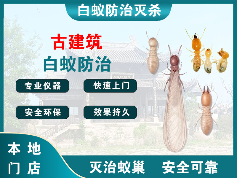 黄岩古建筑白蚁防治
