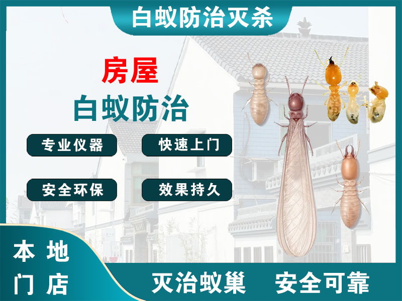 黄岩房屋白蚁防治